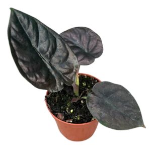 Alocasia Alocasia Black Magic
(14 Plants/Order)(8cmP 12cmH)