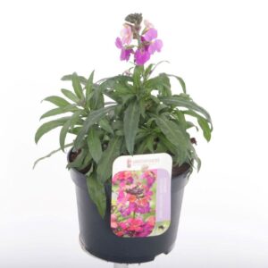 Erysimum Constant Cheer Erysimum Constant Cheer
(8 Plants/Order)(13cmP 25cmH)