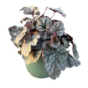 Heuchera Heuchera 'Silver Scrolls'
(1 Plants/Order)(17cmP 25cmH)