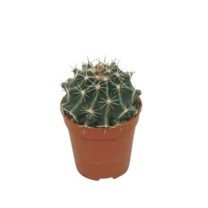 Ferocactus hamatacanthus Hamatocactus hamathocanthus 5,5 cm
(20 Plants/Order)(5.5cmP 8cmH)