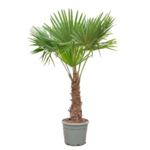 Trachycarpus fortunei Trachycarpus fortuneii (Eagle Palm) P45 230-240cm
(1 Plants/Order)(45cmP 230cmH)