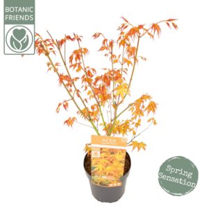 Acer palmatum Katsura Acer palm. 'Katsura'
(1 Plants/Order)(19cmP 65cmH)