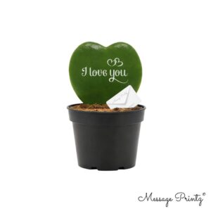 Hoya kerrii Hoya kerrii Message Printz "I Love You"
(12 Plants/Order)(7cmP 10cmH)