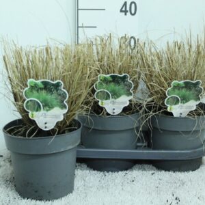 Pennisetum alopecuroides Hameln Pennisetum alop. 'Hameln' P19
(1 Plants/Order)(19cmP 30cmH)