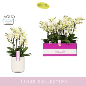 Phalaenopsis Multiflora Bellissimo Bella in Molise White Aquo
(3 Plants/Order)(15cmP 50cmH)