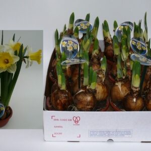 Narcissus Attraction Narcissus Attraction
(7 Plants/Order)(16cmP 20cmH)