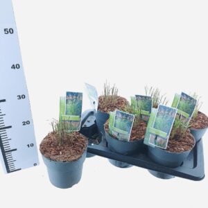 Miscanthus sinensis Ferner Osten Miscanthus sin. 'Ferner Osten'
(1 Plants/Order)(17cmP 20cmH)