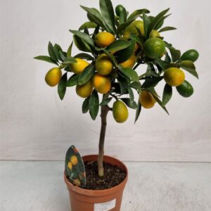 Fortunella margarita Citrus Kumquat Stem
(6 Plants/Order)(15cmP 50cmH)