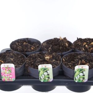 Dicentra spectabilis Dicentra spectabilis mix
(6 Plants/Order)(17cmP 15cmH)