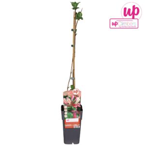 Lonicera Belgica Lonicera periclymenum 'Belgica' P15
(10 Plants/Order)(15cmP 65cmH)