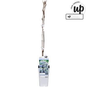 Wisteria other Wisteria macrostachya Blue Moon P15
(10 Plants/Order)(15cmP 70cmH)