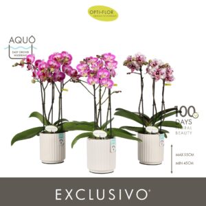 Phalaenopsis Multiflora Exclusivo mix 3 spike in Molise White Aquo
(6 Plants/Order)(12cmP 45cmH)