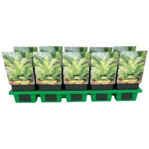 Matteuccia struthiopteris Matteuccia struthiopteris P11
(10 Plants/Order)(11cmP 25cmH)