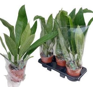 Philodendron Philodendron Campii
(6 Plants/Order)(17cmP 70cmH)