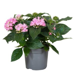 Pentas Starcluster pink Starcluster Pink
(6 Plants/Order)(13cmP 25cmH)