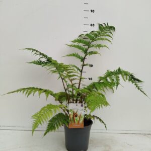 Dicksonia antarctica Dicksonia antartica
(1 Plants/Order)(19cmP 30cmH)