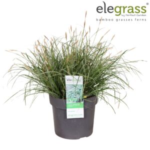 Carex oshimensis Everest Carex oshimensis 'Everest' P19
(1 Plants/Order)(19cmP 50cmH)