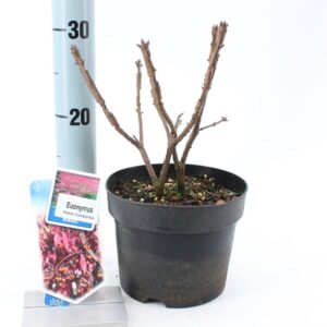 Euonymus alatus Compactus Euonymus alatus 'Compactus'
(1 Plants/Order)(17cmP 35cmH)