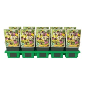 Echinacea purpurea Echinacea Purpurea 'Spider Mix' P11
(10 Plants/Order)(11cmP 25cmH)
