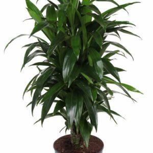 Dracaena Janet Craig Dracaena Janet Craig busch P27
(1 Plants/Order)(27cmP 110cmH)