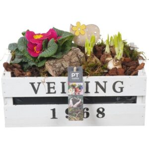 Arrangementen PTBM3894 Arrangement Flower Bulbs mix in houten rechthoek Pot
(1 Plants/Order)(30cmP 21cmH)
