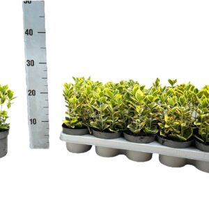Euonymus japonicus Ovatus Aureus Marieke' P12
(10 Plants/Order)(12cmP 20cmH)
