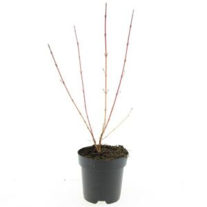 Cornus sanguinea Cornus sang. 'Anny's Winter Orange'
(1 Plants/Order)(17cmP 20cmH)