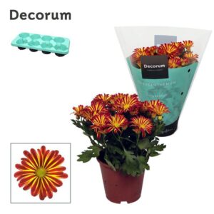 Chrysanthemum Rainbow Circus Chrysanne® Margarita Bicolor 'Flame'
(12 Plants/Order)(13cmP 25cmH)