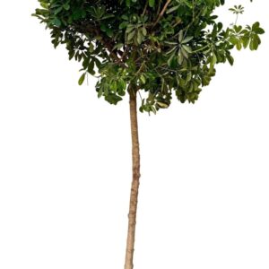 Schefflera Gold Capella Schefflera arboricula gold capella P44 XL
(1 Plants/Order)(44cmP 250cmH)