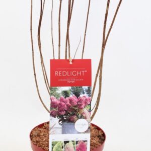 Hydrangea paniculata Hydrangea Paniculata (Gardenlight) Redlight 17 cm
(1 Plants/Order)(17cmP 45cmH)