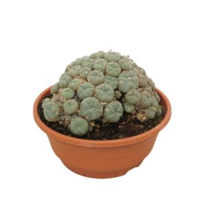 Ferocactus townsen Lophophora williamsii 21 cm
(3 Plants/Order)(21cmP 22cmH)