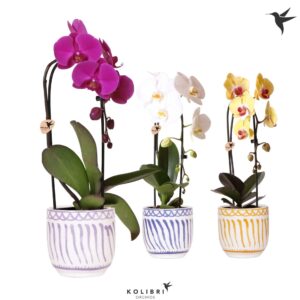 Phalaenopsis Elegant Cascade Kolibri Orchids Phalaenopsis Cascade Niagara Fall mix 1 spike in Granada Pot mix
(4 Plants/Order)(12cmP 50cmH)