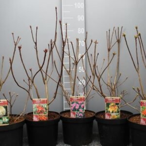Rhododendron Mollis Azalea mix Rhododendron Knaphill mix C7,5
(1 Plants/Order)(26cmP 50cmH)