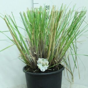 Cortaderia selloana Cortaderia selloana 'Junior' P33
(1 Plants/Order)(33cmP 80cmH)