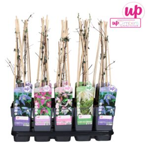 Clematis alpina Clematis Alpina mix tray P15
(10 Plants/Order)(15cmP 65cmH)