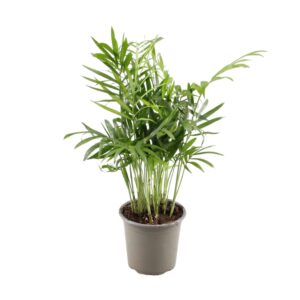 Chamaedorea elegans Chamaedorea Elegans
(18 Plants/Order)(9cmP 30cmH)