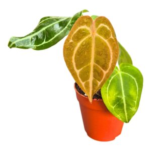 Anthurium Leaf DocBlock Anthurium Crystal Red® '12' X Forgetii '57'
(5 Plants/Order)(9cmP 20cmH)