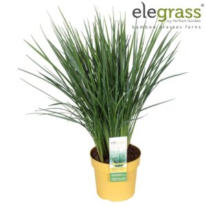 Siergrassen mix Dianella 'Coolvista' P19
(1 Plants/Order)(19cmP 70cmH)