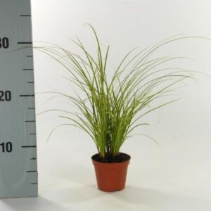 Carex Variegata Carex brunnea 'Variegata' p8
(21 Plants/Order)(8cmP 35cmH)