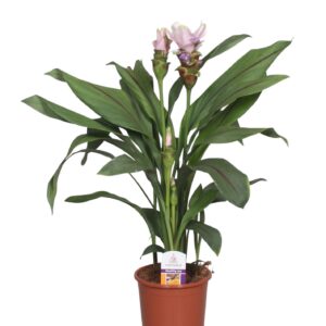 Curcuma alismatifolia Siam Sweet Curcuma Sweet
(6 Plants/Order)(15cmP 60cmH)