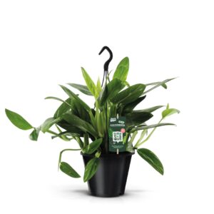 Philodendron Cobra Philodendron Cobra Hang
(1 Plants/Order)(19cmP 1cmH)