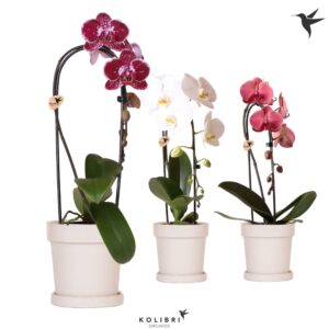 Phalaenopsis Elegant Cascade Kolibri Orchids Phalaenopsis Cascade Niagara Fall mix 1 spike in Flower Pot sand
(5 Plants/Order)(12cmP 50cmH)