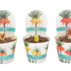 Fritillaria Fritillaria mixed in luxe potcover
(10 Plants/Order)(12cmP 15cmH)