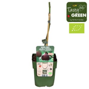 Ficus carica Ficus Gustissimo® Perretta® Bio P13
(10 Plants/Order)(13cmP 30cmH)
