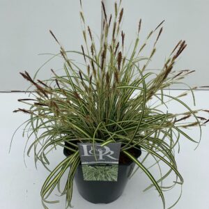 Carex hachijoensis Evergold Carex 'Evergold'
(1 Plants/Order)(23cmP 40cmH)