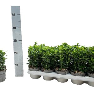 Euonymus japonicus Green Spire Euonymus japonicus 'Green Spire'
(10 Plants/Order)(12cmP 20cmH)