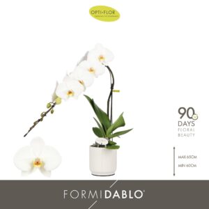 Phalaenopsis white more Ripsen Formidablo Niagara Falls in Lazio White
(3 Plants/Order)(12cmP 60cmH)