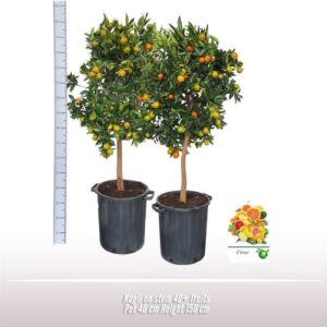 Citrus Kugli op stam
(1 Plants/Order)(40cmP 150cmH)