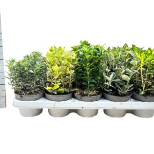 Euonymus japonicus Euonymus japonicus mix P12
(10 Plants/Order)(12cmP 20cmH)