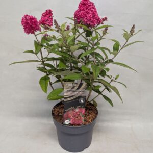 Buddleja Buddleja Buddleja 'Butterfly Candy' Little Ruby' 17 cm
(1 Plants/Order)(17cmP 40cmH)